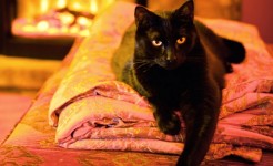 Гэрт муу энерги шүглэснийг хэрхэн мэдэж түүнээс ангижрах вэ